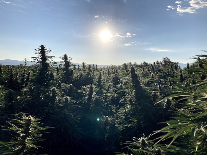 caption: Typhoon Farma, which operates a hemp farm in Montrose, Colo., planted 70 acres of the cannabis plant this year.