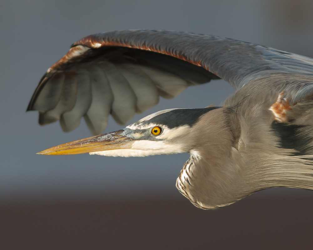 caption: Great blue herons colonize in groups of about 32. Each couple has four eggs at a time. 