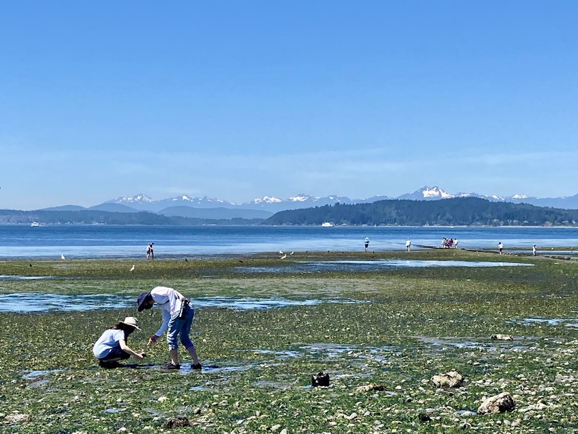 caption: The tide along Alki Beach in West Seattle was so low on June 25, 2021, that fields of kelp and other marine life were exposed. The low tide made way for visitors for hours. 