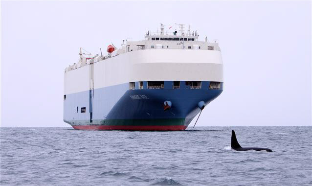 caption: A way to prevent large ships from striking and killing whales is to transmit alerts to the officers at the helm when whales are nearby.