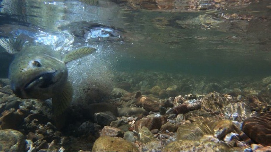 caption: <p>An adult steelhead digs a crevice into a streambed to deposit fish eggs into the gravel. Environmentalists worry dredging can upset the spawning cycle by disturbing these deposits.</p>