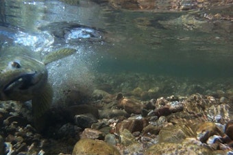 caption: <p>An adult steelhead digs a crevice into a streambed to deposit fish eggs into the gravel. Environmentalists worry dredging can upset the spawning cycle by disturbing these deposits.</p>