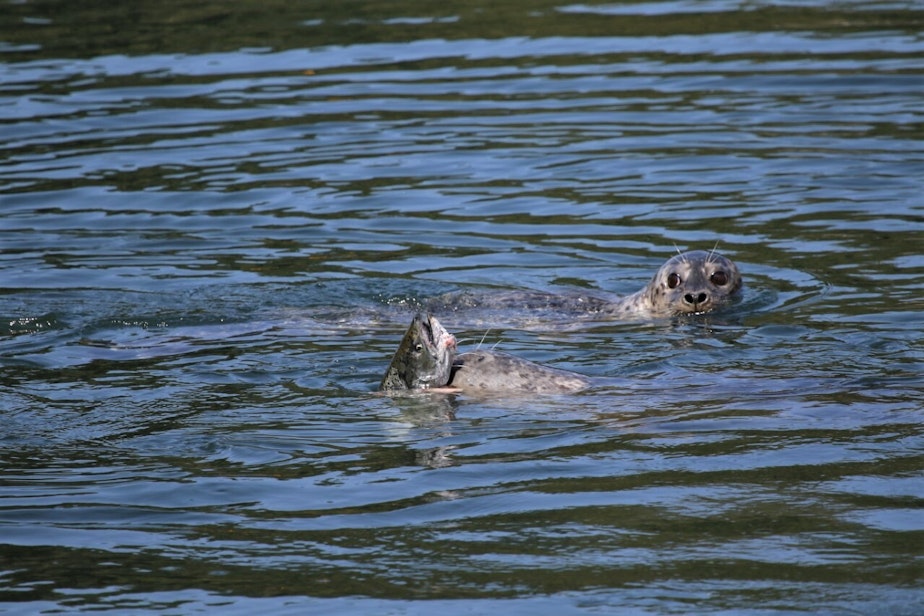 caption: Two seals hunt salmon at the Ballard Locks in August 2020. 