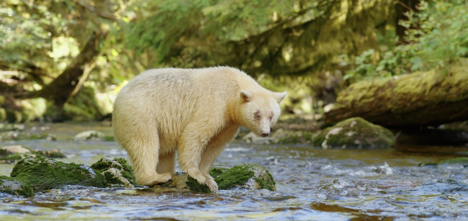 caption: A rare kermode, or spirit bear. (From Great Bear Rainforest, Courtesy MacGillivray Freeman Films)