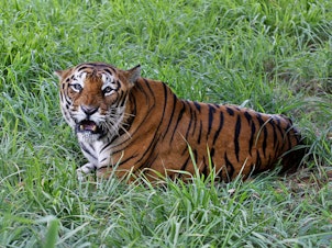 caption: A Bengal tiger rests in the jungles of Bannerghatta National Park south of Bangalore, India, on July 29, 2015. The number of tigers in the wild has gone up 40% since 2015 — largely because of improvements in monitoring them, according to the International Union for Conservation of Nature.
