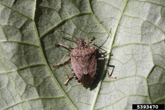 caption: The brown marmorated stink bug is native to south Asia, but since the 1970s, its made its way to more than a dozen states in the U.S.