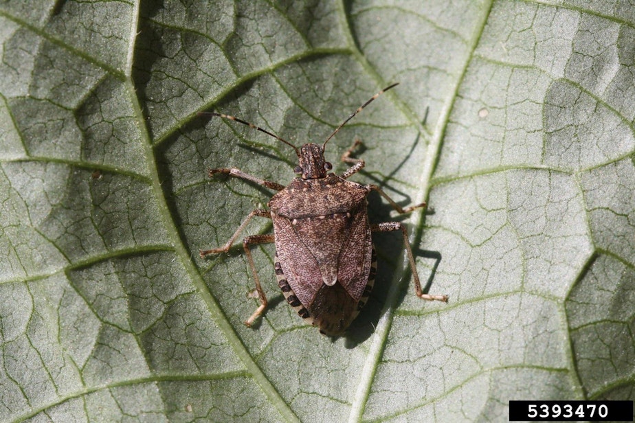 caption: The brown marmorated stink bug is native to south Asia, but since the 1970s, its made its way to more than a dozen states in the U.S.