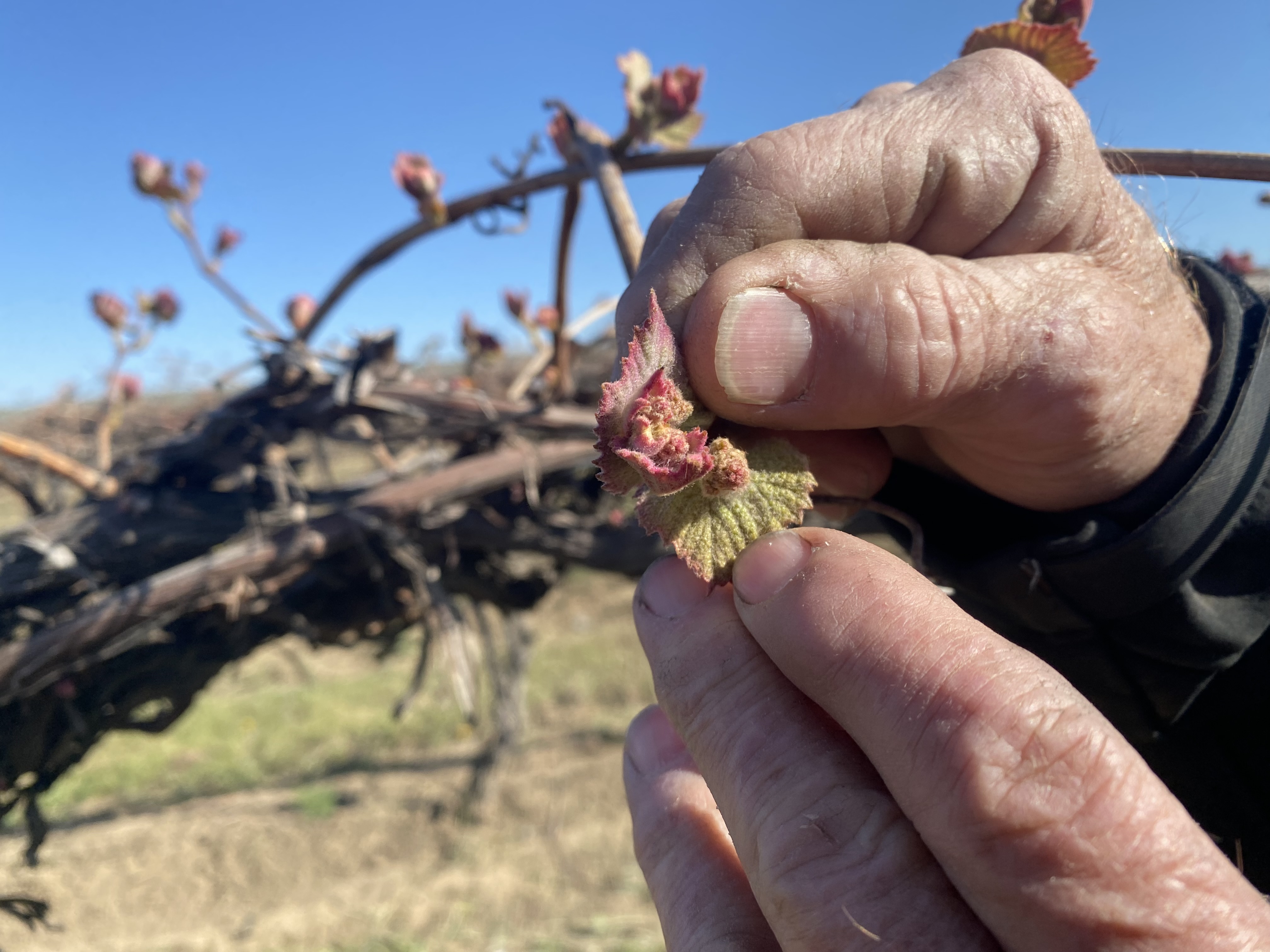 caption: Jim Willard shows “bud break” on an old block of concord grapes eight miles north of Prosser, Washington. The baby leaves and buds start pushing out to become grown vines and grapes.