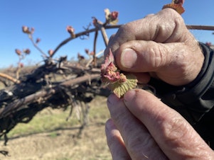 caption: Jim Willard shows “bud break” on an old block of concord grapes eight miles north of Prosser, Washington. The baby leaves and buds start pushing out to become grown vines and grapes.