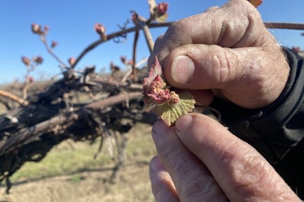 caption: Jim Willard shows “bud break” on an old block of concord grapes eight miles north of Prosser, Washington. The baby leaves and buds start pushing out to become grown vines and grapes.