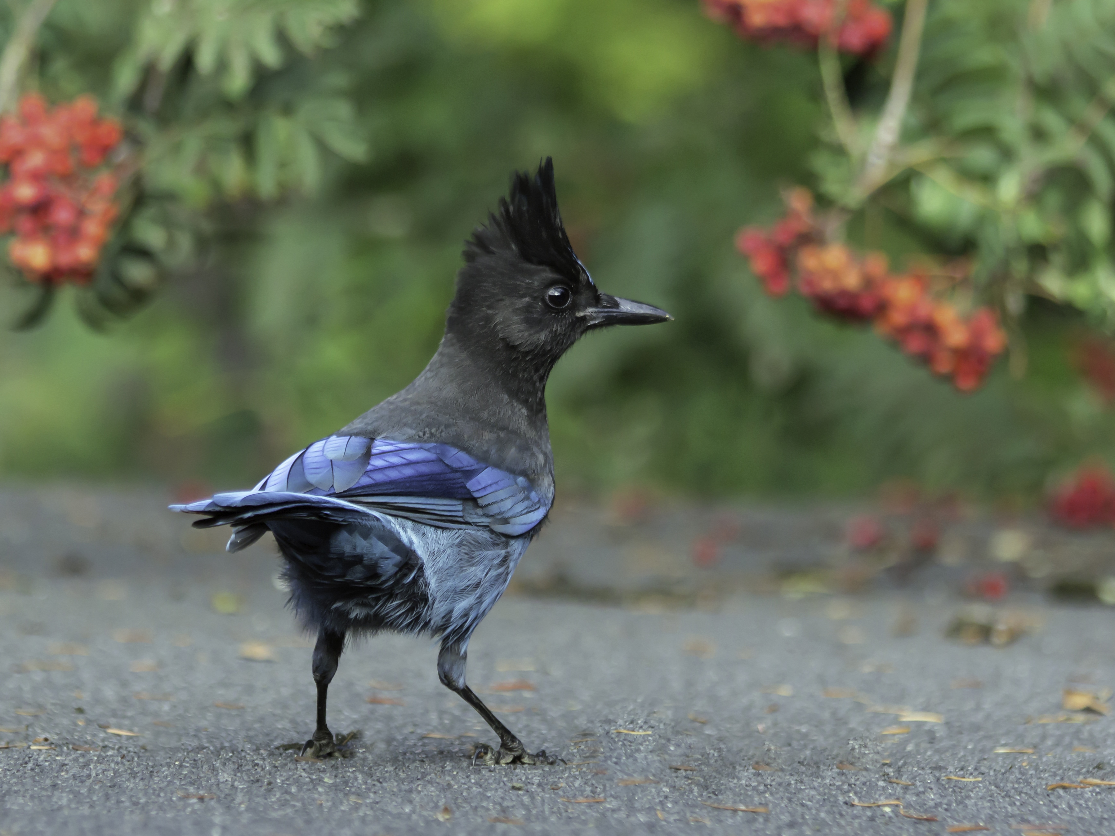 caption: The Steller’s Jay—and dozens more—could get a new name soon under a controversial proposal by the American Ornithological Society to re-name all birds named after people.