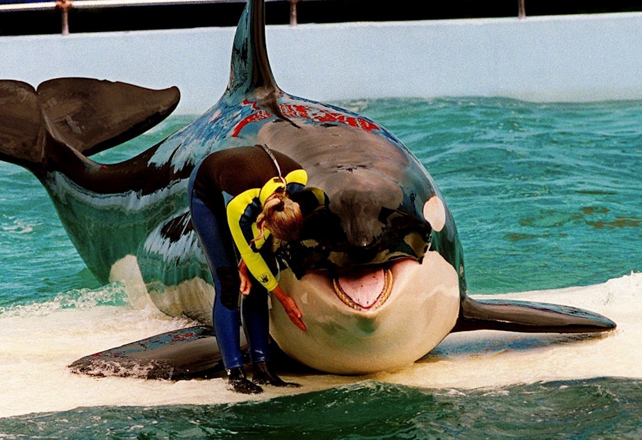 caption: Trainer Marcia Hinton pets Lolita, a captive orca whale, during a performance at the Miami Seaquarium in Miami in 1995. The park's new owners will no longer stage shows with its aging orca under an agreement with federal regulators.