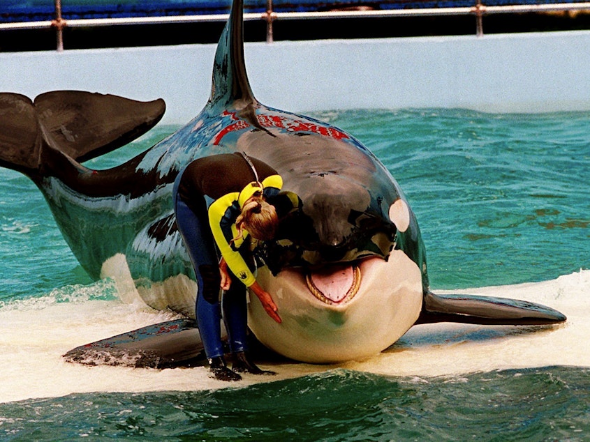 caption: Trainer Marcia Hinton pets Lolita, a captive orca whale, during a performance at the Miami Seaquarium in Miami in 1995. The park's new owners will no longer stage shows with its aging orca under an agreement with federal regulators.