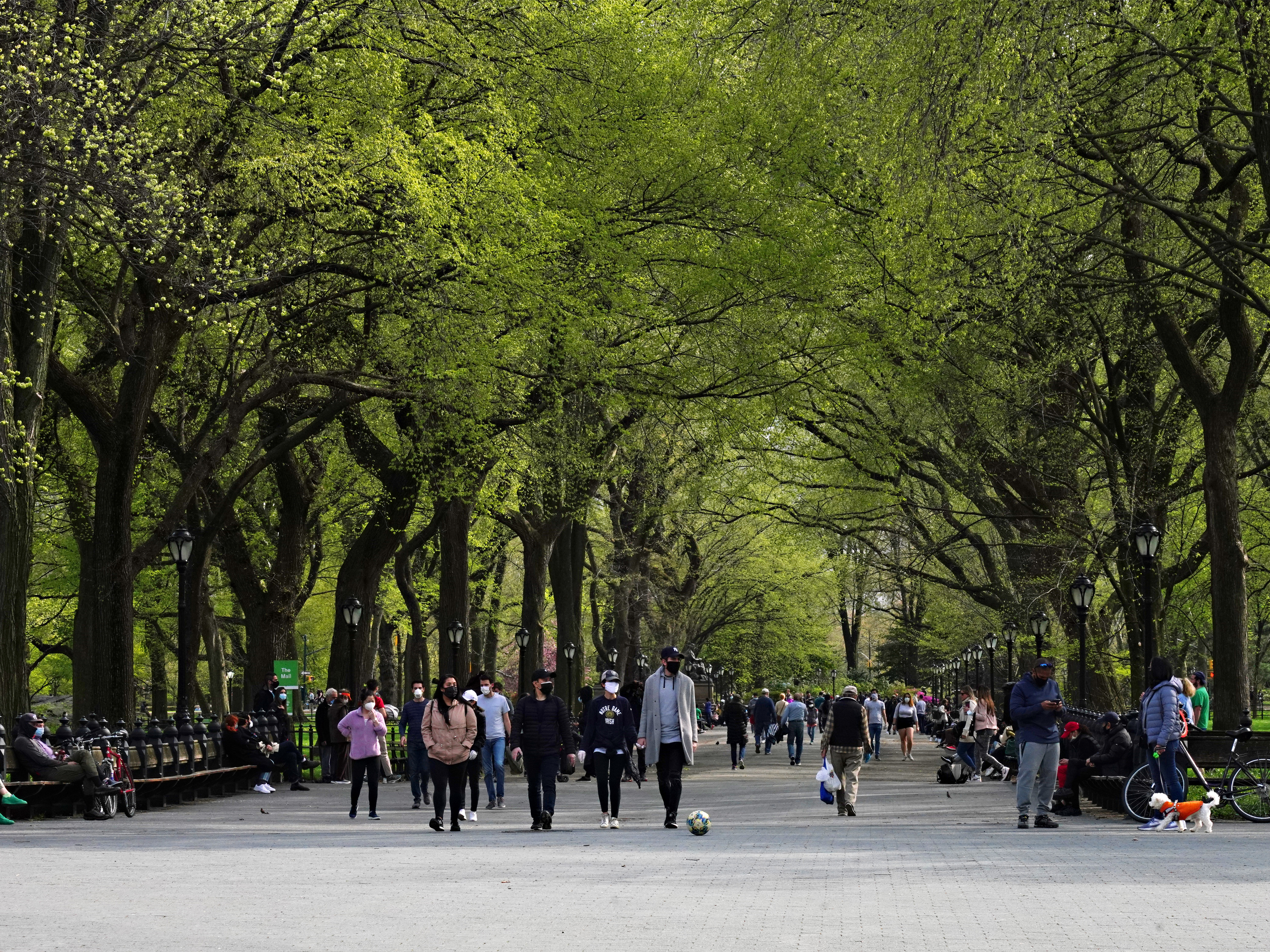 caption: Premature greening in urban trees could have negative environmental and economic impacts, a new study has found.