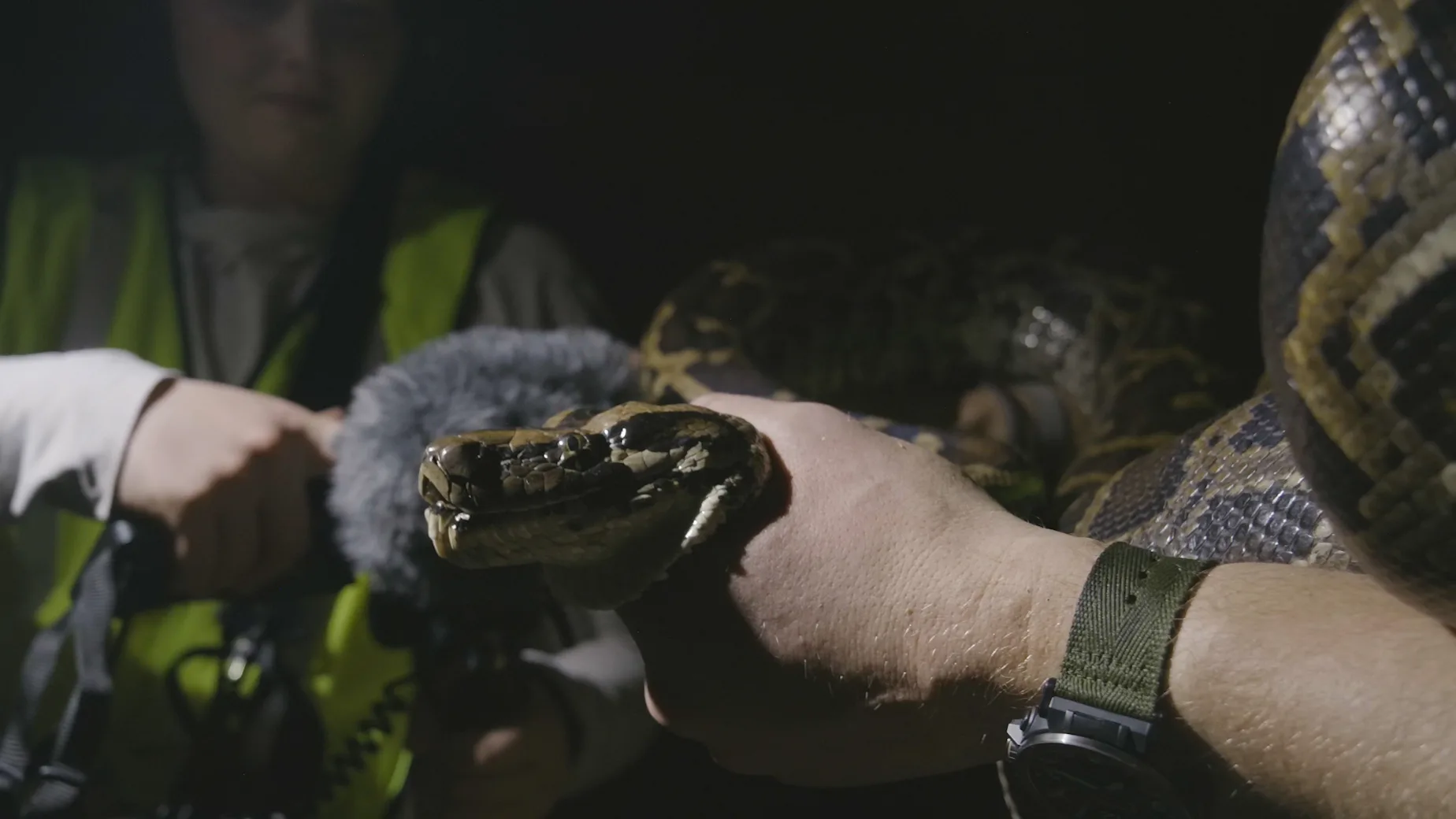KUOW - Invasion of the Burmese pythons, part 1