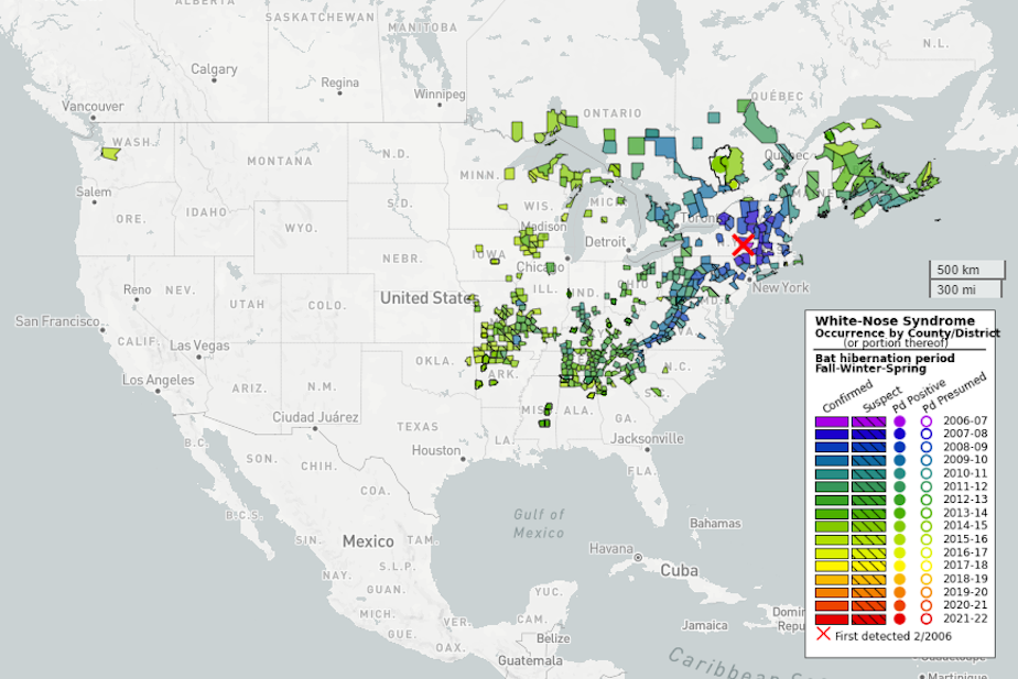 caption: White-nose syndrome somehow leapt over the Great Plains and Rocky Mountains to be detected in King County, Washington, in 2016.
