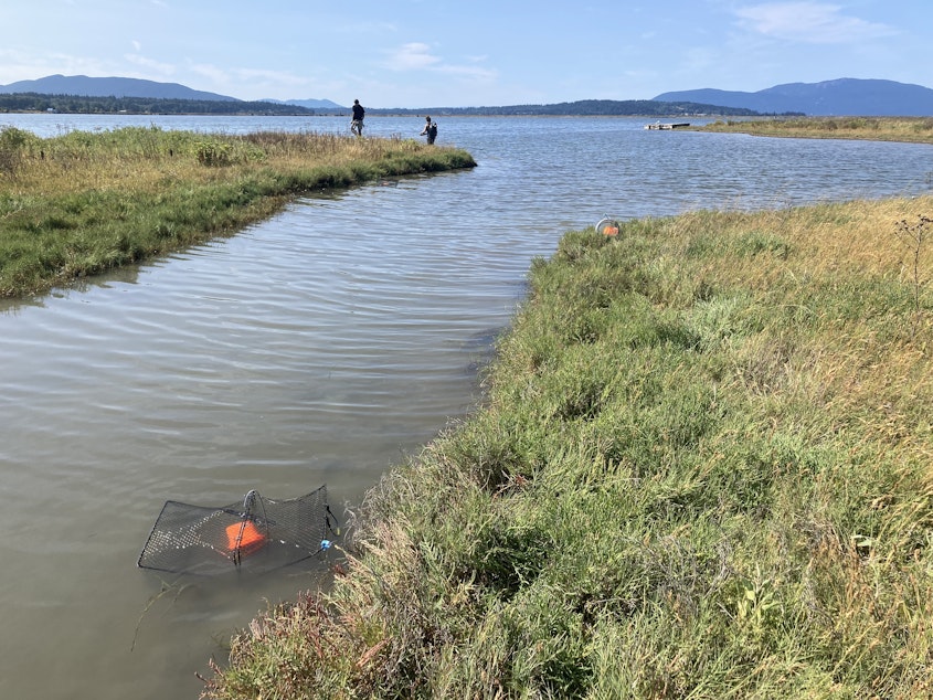 caption: A European green crab trap on a 750-acre saltwater pond on the Lummi Reservation near Bellingham, Washington