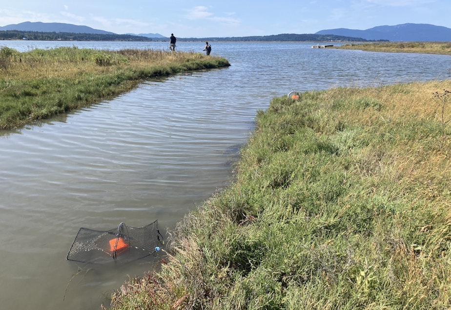 caption: A European green crab trap on a 750-acre saltwater pond on the Lummi Reservation near Bellingham, Washington