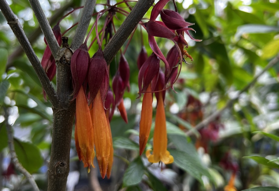caption: The Deppea splendens is native to Mexico, but is now considered to be extinct in the wild. The greenhouse can produce more trees by using cuttings from the current plant, but those are clones and not genetically distinct individuals.