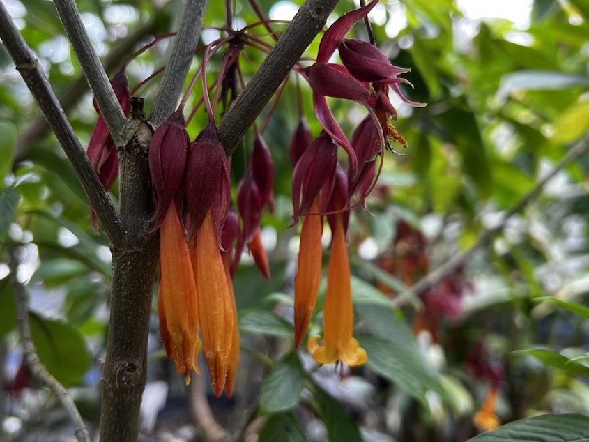 caption: The Deppea splendens is native to Mexico, but is now considered to be extinct in the wild. The greenhouse can produce more trees by using cuttings from the current plant, but those are clones and not genetically distinct individuals.