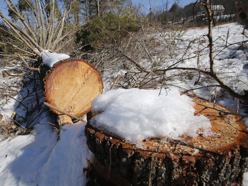 caption: Downed trees mark the route of the Atlantic Coast Pipeline in Deerfield, Va., in February. A federal appeals court has blocked development of portions of the pipeline.