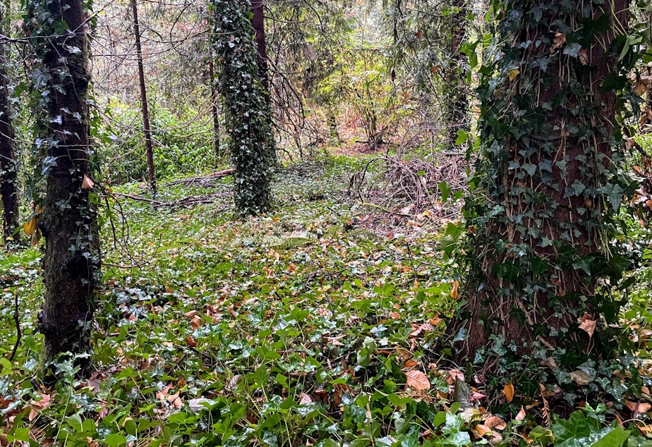 caption: Ivy carpets the forest floor and reaches for the canopy on the Shoreline College campus in Shoreline, Washington, in October 2022.