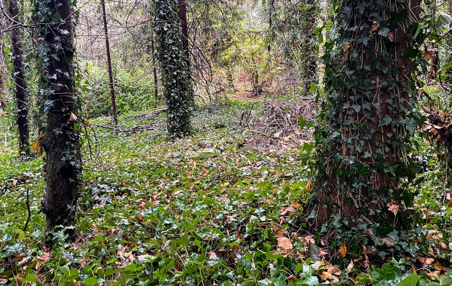 caption: Ivy carpets the forest floor and reaches for the canopy on the Shoreline College campus in Shoreline, Washington, in October 2022.