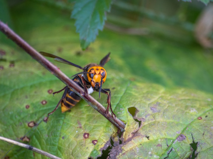 caption: Washington State Department of Agriculture entomologists used radio trackers to find a nest of invasive Asian giant hornets in the cavity of a tree. The state now plans to destroy the nest.