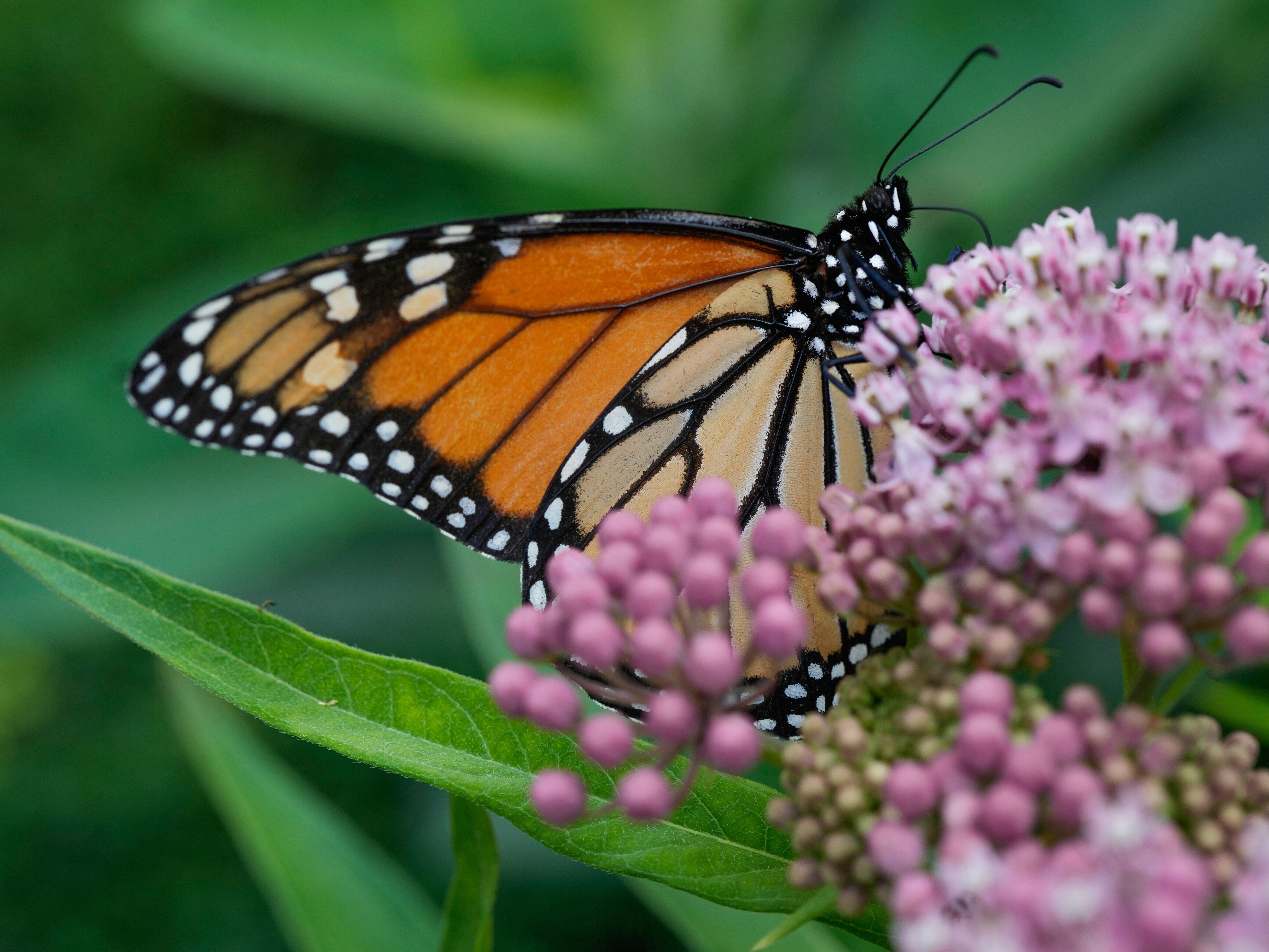 caption: A monarch butterfly feeds on milkweed, July 15, 2025, in Chicago.