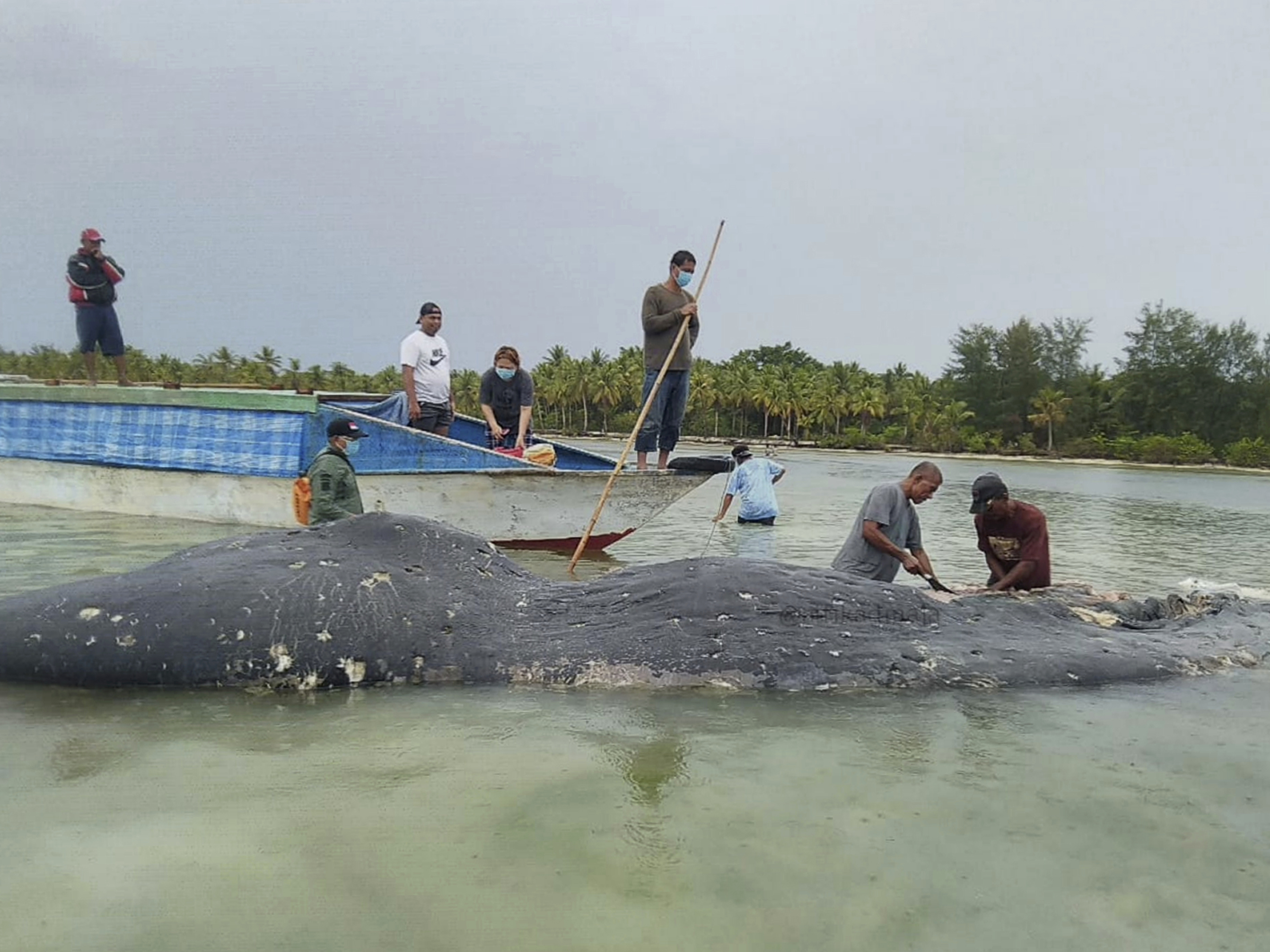 caption: Researchers collect samples from the carcass of a dead whale at Wakatobi National Park in Southeast Sulawesi, Indonesia.