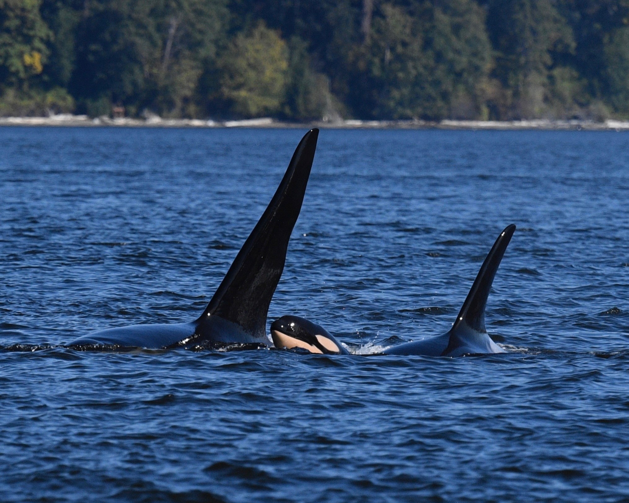 caption: Scientists from the SeaDoc Society and San Diego Zoo Wildlife Alliance spotted a newborn orca calf swimming with the J16s, a family group of four adult orcas.