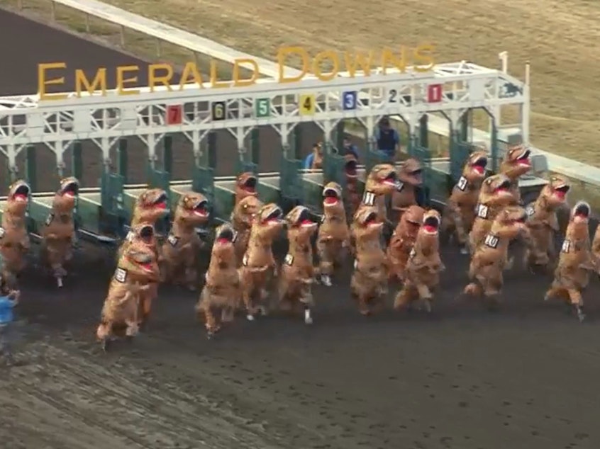 caption: Racers wearing T-Rex costumes break out of the gate in a surprisingly fast — and hilarious — race at the Emerald Downs horse track in Washington state.