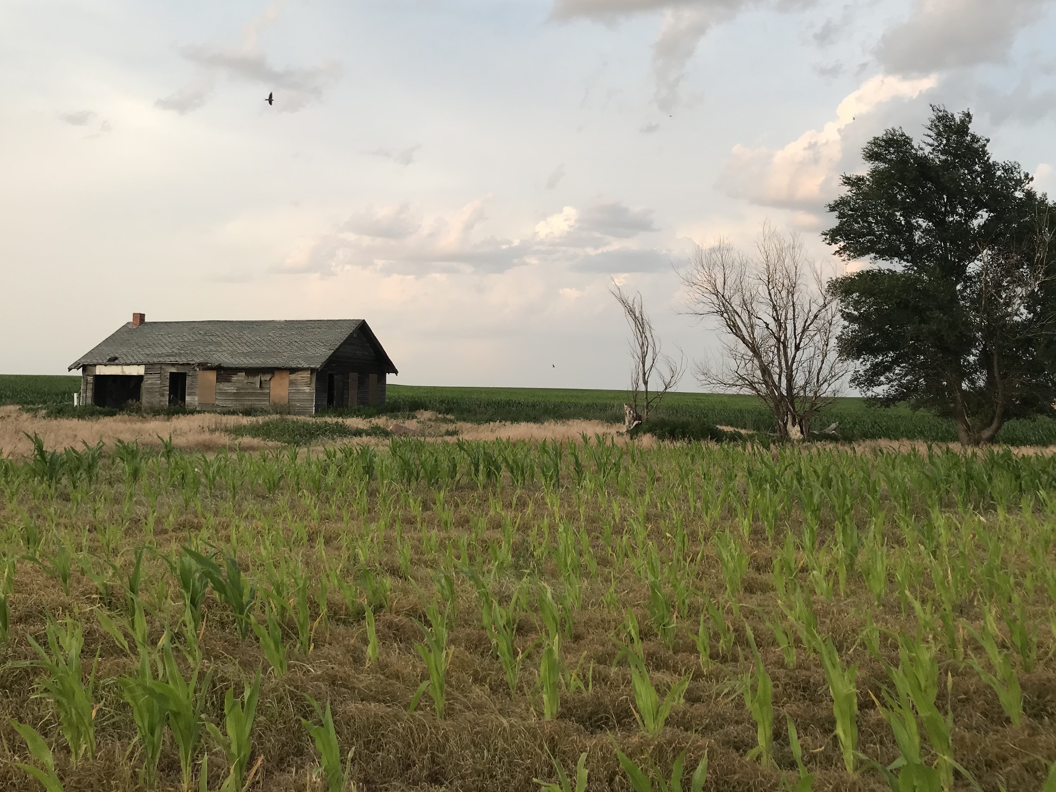 caption: One of the many abandoned homes outside Ogallala, Neb.