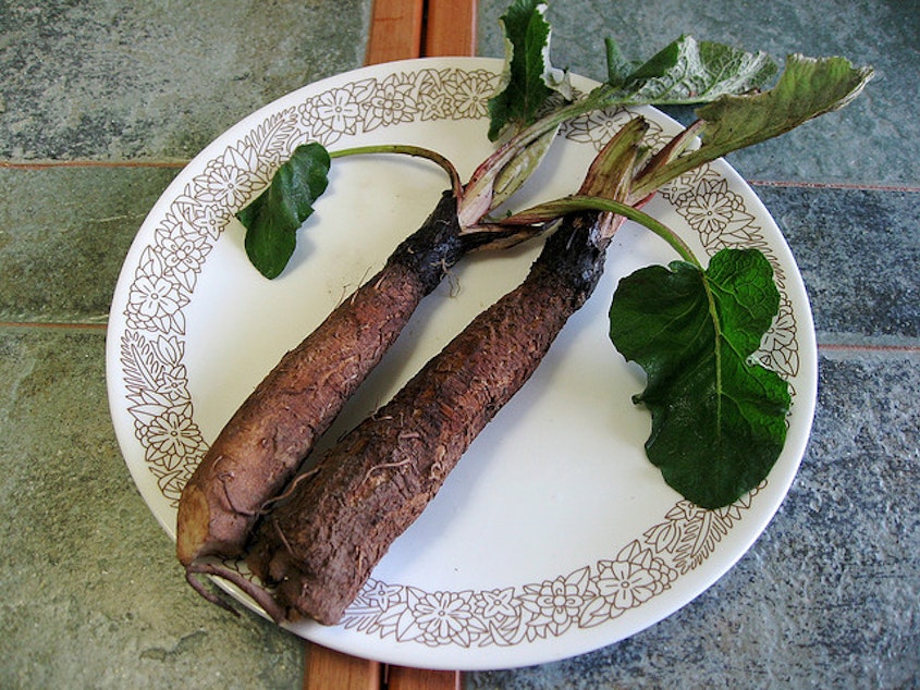 caption: Burdock root is a natural way to keep the energy up in the cold, rainy months of a Northwest winter.