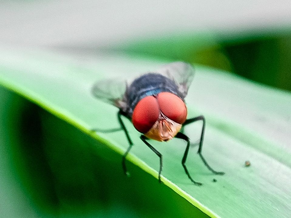 caption: The New World screwworm is endemic in parts of Latin America and the Caribbean — and its northward spread into Mexico has alarmed U.S. officials.