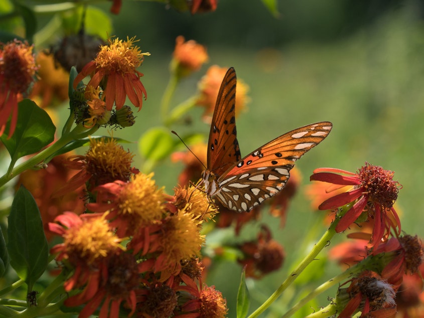 caption: A Gulf fritillary butterfly perches on a flower at the National Butterfly Center, which is home to several endangered plants and threatened animals. The center is asking a federal judge to block government officials from building a border wall on its property.