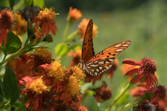 caption: A Gulf fritillary butterfly perches on a flower at the National Butterfly Center, which is home to several endangered plants and threatened animals. The center is asking a federal judge to block government officials from building a border wall on its property.