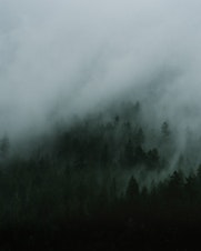 caption: Fog covering a forest of evergreens