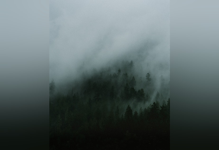caption: Fog covering a forest of evergreens