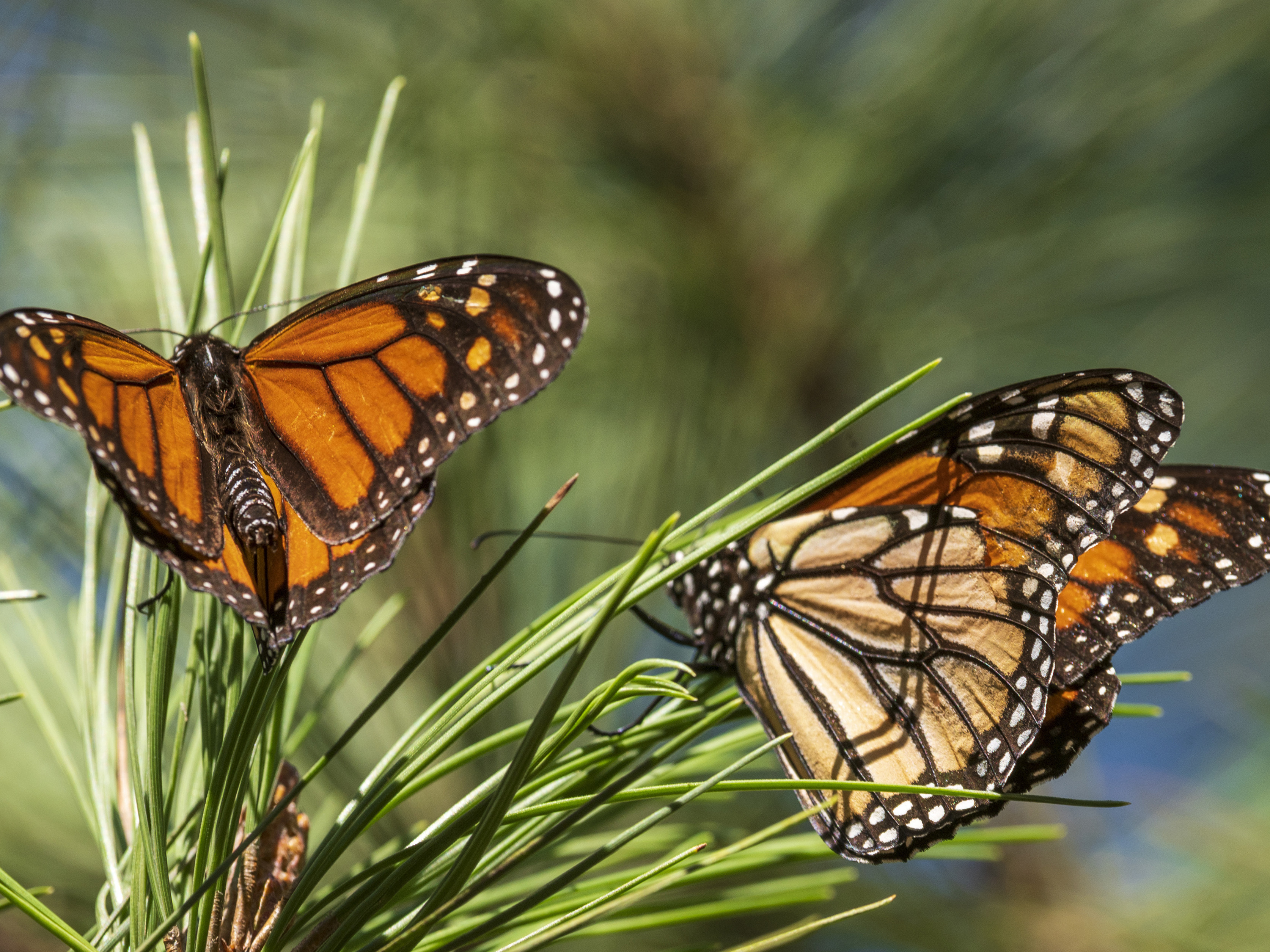 caption: Monarch butterflies land on branches at Monarch Grove Sanctuary in Pacific Grove, Calif., in 2021.