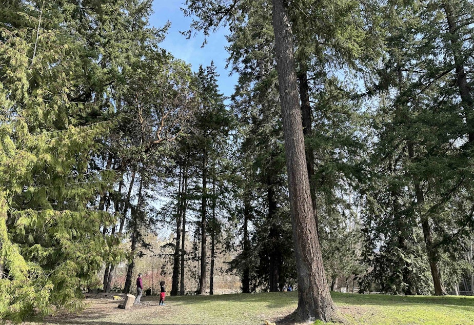 caption: Nature was the classroom for Tiny Trees Preschool students at Be'er Sheva Park in Seattle's Rainier Beach neighborhood.