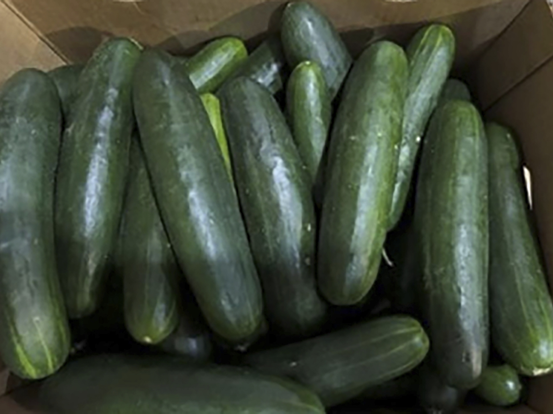 caption: This undated photo provided by the U.S. Food and Drug Administration shows cucumbers recalled for salmonella.