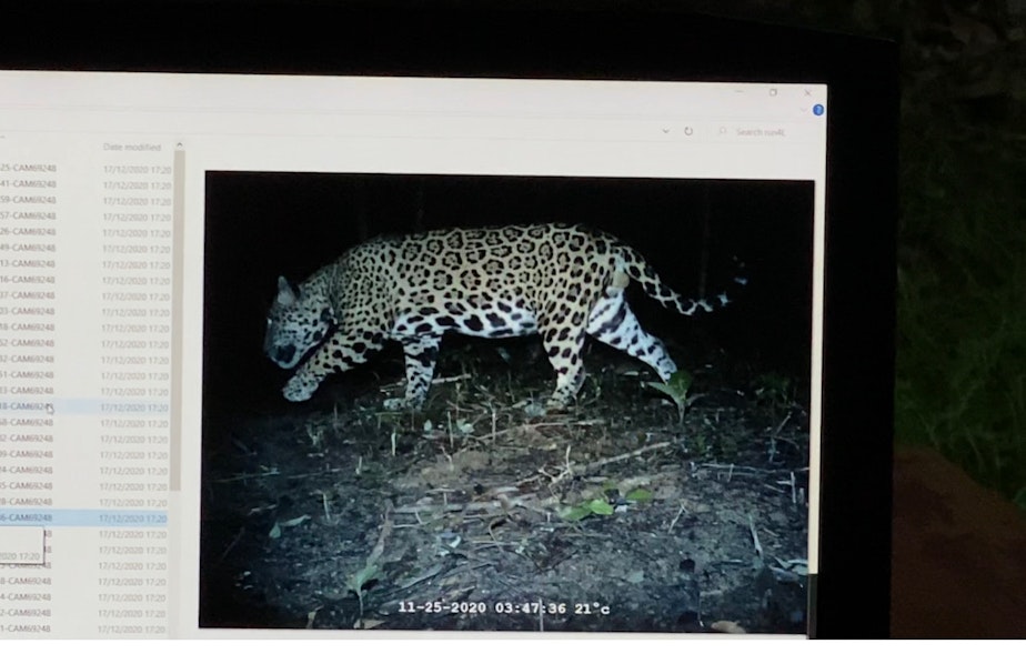 caption: Photo of a jaguar captured on a remote camera in Belize. 