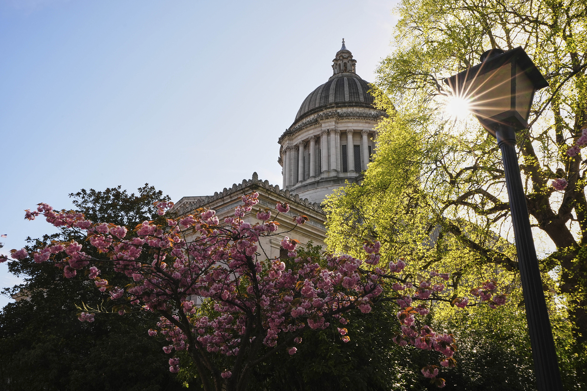 caption: The Washington State Capitol building is seen behind flowering cherry trees, Friday, April 18, 2025, in Olympia, Wash. 