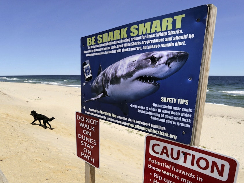 caption: A sign at Newcomb Hollow Beach in Wellfleet, Mass., warns of sharks in 2019. Beachgoers on the other side of the world will be happy to learn they will not be attacked by sharks ... just bitten.