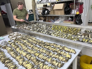 caption: Workers at the Chicago Field Museum inspect the bodies of migrating birds that were killed when they flew into the windows of the McCormick Place Lakeside Center.