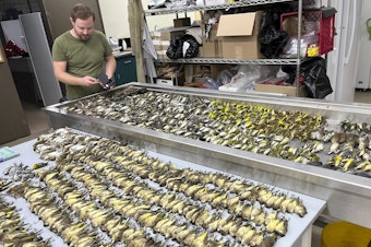 caption: Workers at the Chicago Field Museum inspect the bodies of migrating birds that were killed when they flew into the windows of the McCormick Place Lakeside Center.