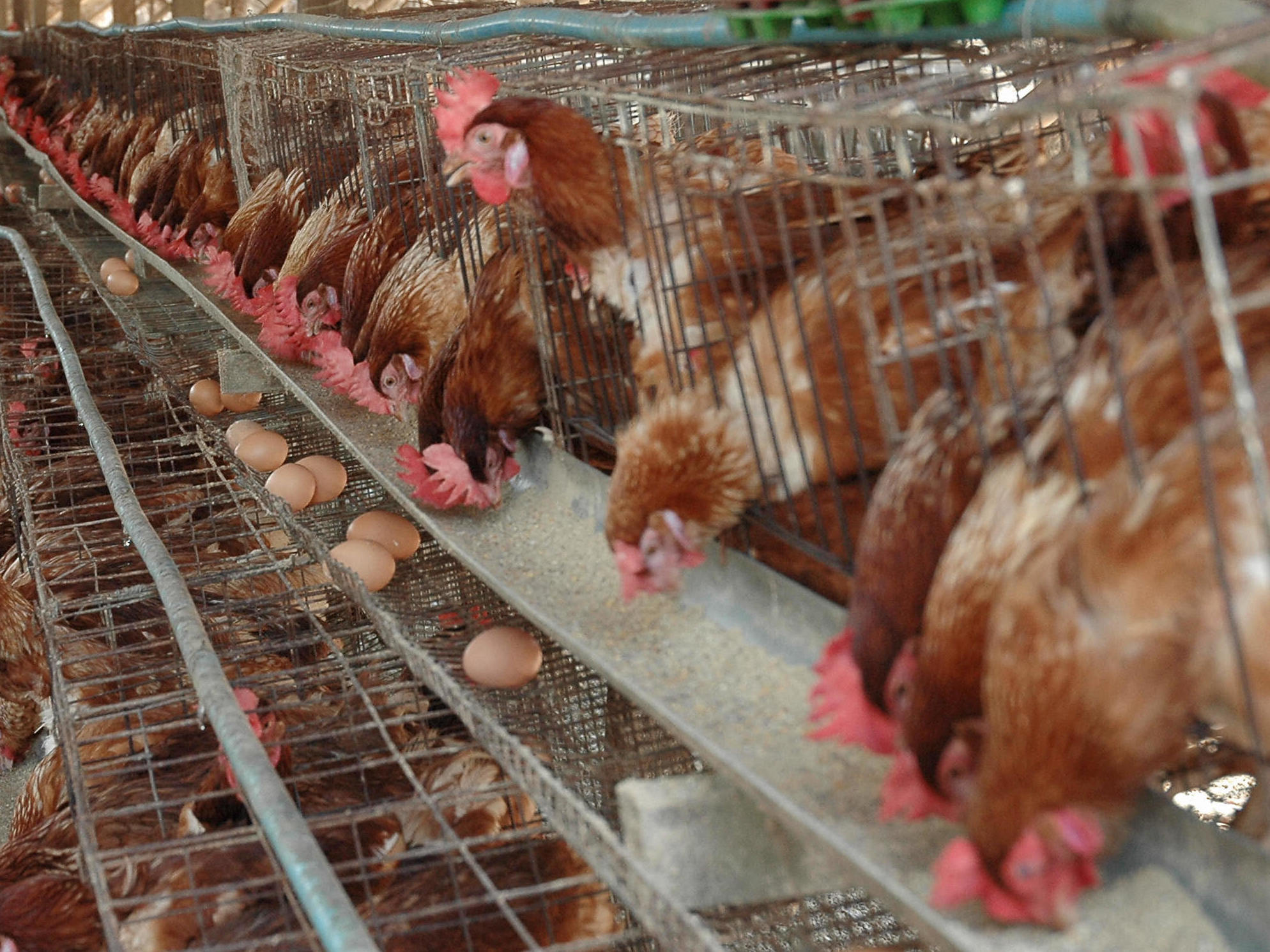 caption: They came before the tax.
