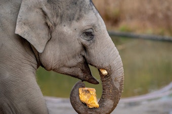 caption: Researchers were able to detect DNA from elephants at the Copenhagen Zoo simply by sampling the air nearby.