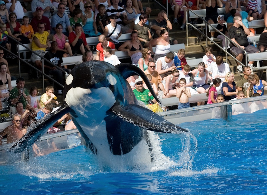 caption: An Orca performs at a SeaWorld location in 2008.